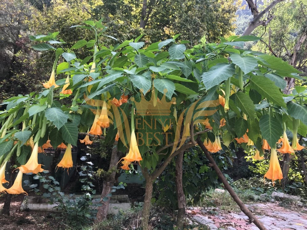  Dış Mekan, Bahçe,